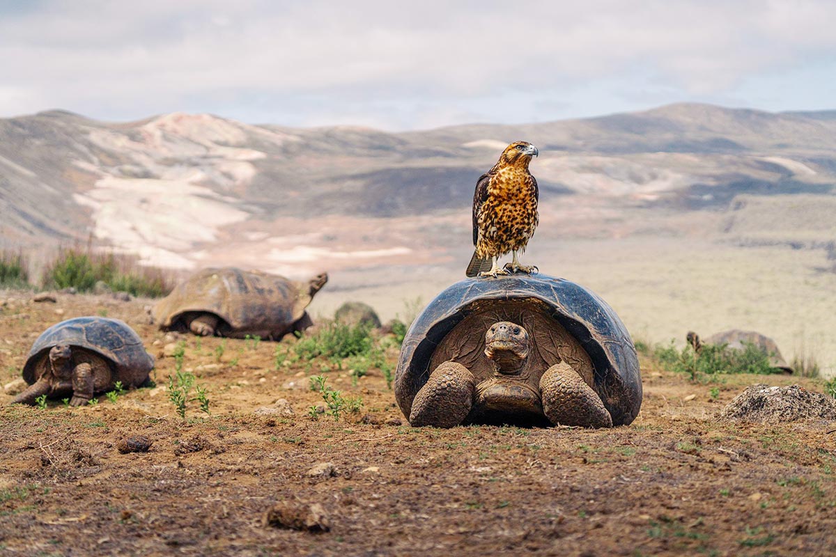 Charles Darwin Research Station, Galápagos - Cheapest Time