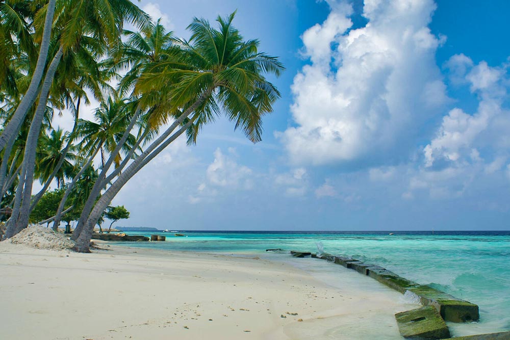 Palm Trees on Maafushi Island, Maldives - Cheapest Time