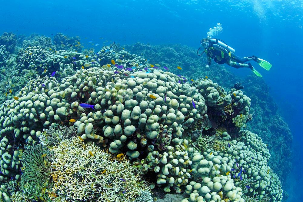 Great Barrier Reef, Australia Oceania - Cheapest Time