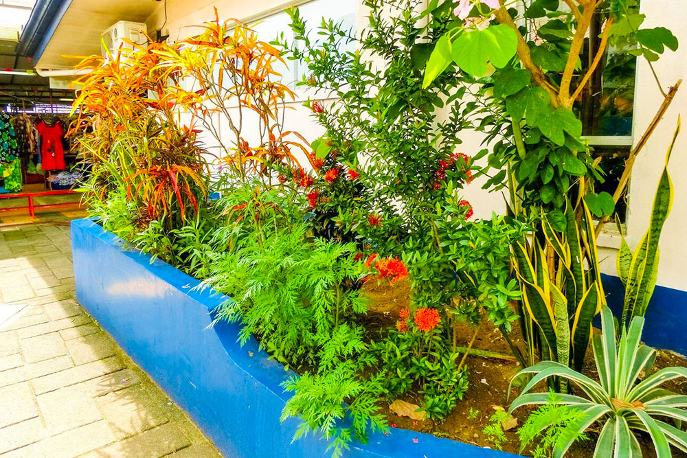Botanical Garden at the University of Costa Rica - Cheapest Time
