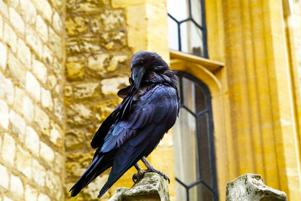 The Ravens, Tower of London - Cheapest Time