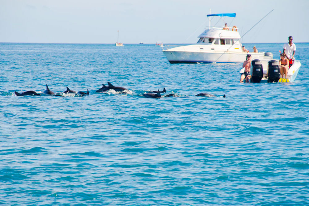 Dolphins in Tamarin Bay, Mauritius - Cheapest Time