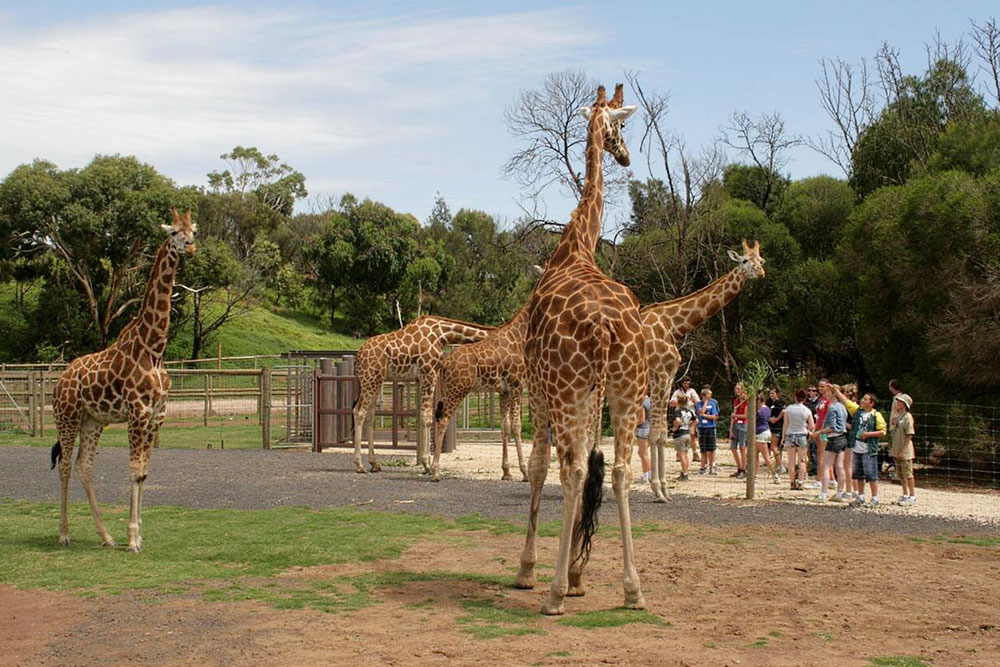 Melbourne Zoo, Melbourne - Cheapest Time