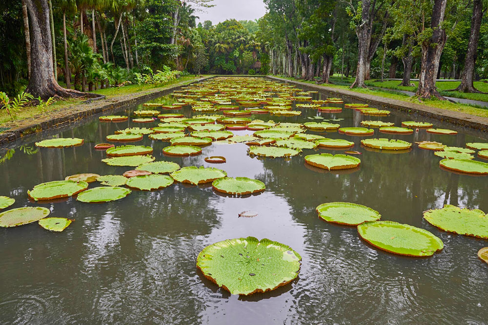 SSR Botanical Garden, Mauritius - Cheapest Time