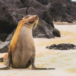 Cheapest Time to Visit Galápagos Islands – Cheapest Time Cheapest Time to Visit Galápagos Islands - Cheapest Time