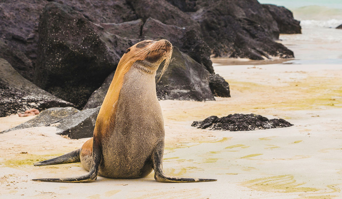 Cheapest Time to Visit Galápagos Islands - Cheapest Time